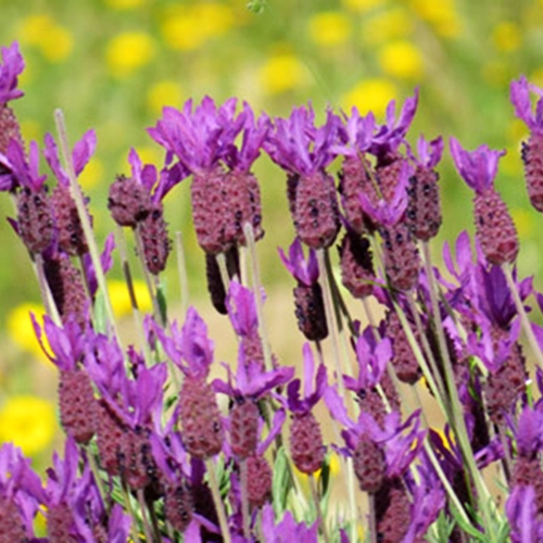 Entorno de gran valorFauna y Flora