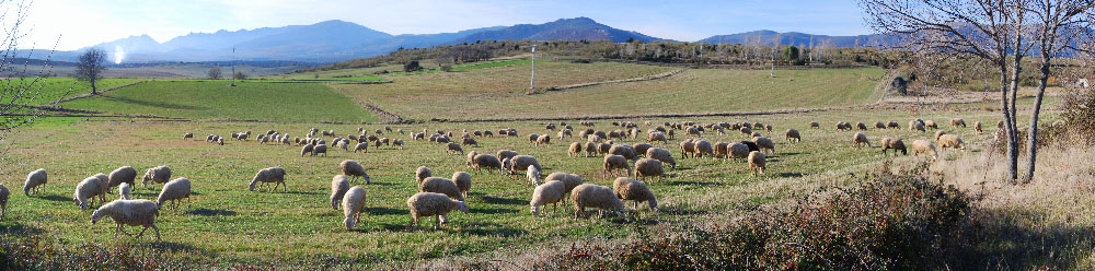 Ovejas merinas en Cabanillas