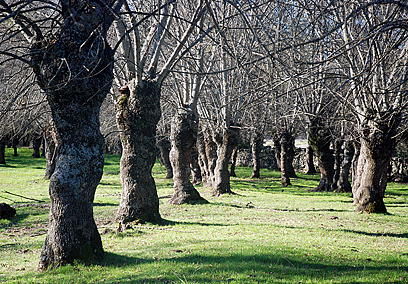 Sendero Local 2: Ruta Ecológica de las Dehesas