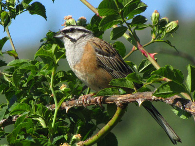 Cabanillas de la Sierra FAUNA Escribano