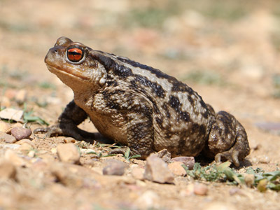 Cabanillas de la Sierra FAUNA Sapo comun