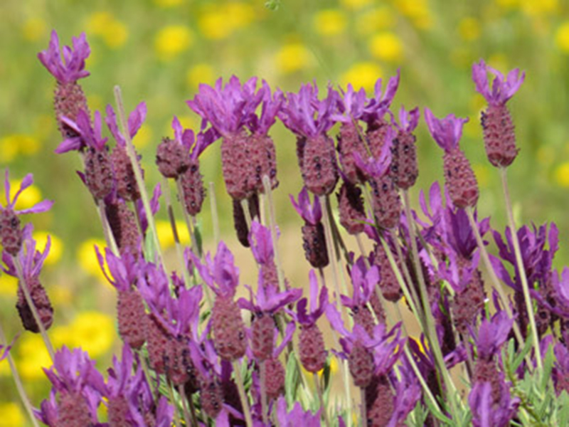 Cabanillas de la Sierra FLORA CANTUESO